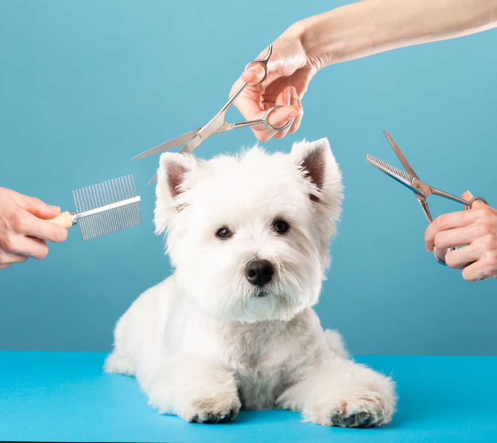 Professional pet grooming