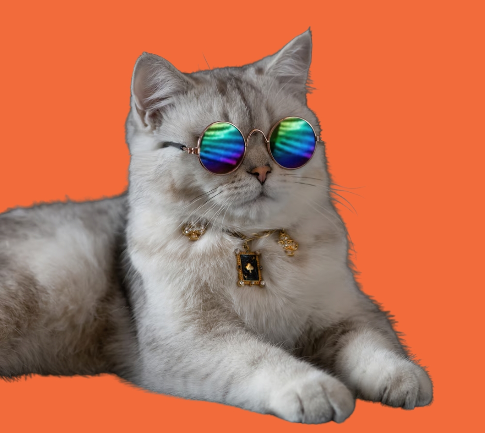 Cat lifestyle collection